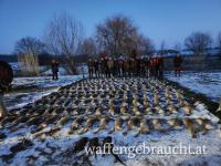Treibjagd auf Hase in Ostungarn!