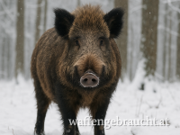 Drückjagd in Kroatien 03-04.01.26 