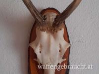 REHGEWEIHTROPHÄE - KRICKERL - SPIESSER