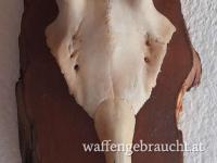  REHGEWEIH TROPHÄE -  KNÖPFLER