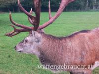 Verkaufe kapitalen Rothirsch