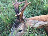 Bockjagd in Westungarn