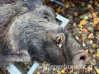 Ausgehrecht auf Schwarzwild