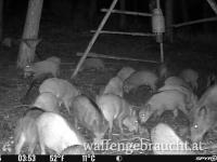 Ausgang in der Wachau 