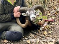 Muffelwidder Jagd in Ostungarn