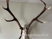 Hirsch Trophäe - ungerader 12er mit Aufhängevorrichtung