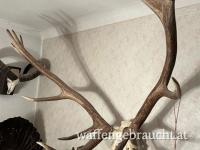 Hirschgeweih - KAPITALER 16-ENDER - ungerade Trophäe