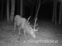 Ausgehrecht in Rotwildkerngebiet im Bezirk Baden zu vergeben