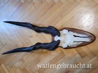 Hochkapitaler Eland Bulle aus SA