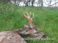 Rehbockjagd im Jahr 2026 in Ungarn