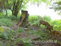 🌿 Geführtes Ausgehrecht für Jungjäger/-innen in der Jagdsaison 2026 🌿
