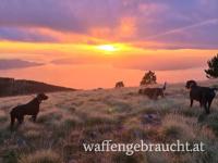 Niederwildjagd mit dem eigenen Vorstehhund (4 Hunde/ 4 Flinten)