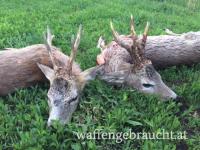 Rehbockjagd in Ungarn