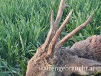 Rehbockjagd im Jahr 2026 in Ungarn