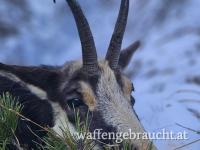 Gamsabschuss Klasse 2 in einem wunderschönen Bergrevier in OÖ zu vergeben.
