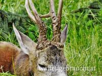 Rehbockjagd in Ostungarn 400-600 gr im Jahr 2026