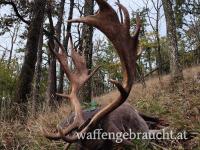 Damschauflerjagd 2026 in einem Wildpark 425 ha mit fairen Nebenkosten, nahe der Grenze zu Österreich.