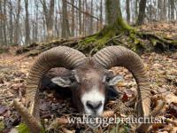 Muffeljagd 2026 in einem Wildpark 425 ha, mit fairen Nebenkosten, nahe der Grenze zu Österreich.