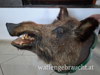 Wildschweinkopf Präparat mit Schild