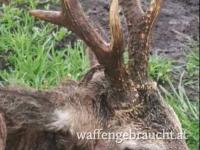 Rehbockjagd in Ostungarn 400-600 gr im Jahr 2026