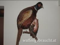 Präparat eines Fasanes