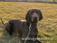 Deutsch Kurzhaar Hündin