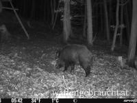 Ausgang in der Wachau 