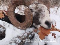 Muffelwidderjagd in Ungarn in Februar