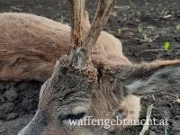 Rehbockjagd in Ungarn nach Gramm oder Pauschal