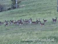 Dmhirschjagd ab 1September