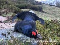 Birkhahn Jagd in Tirol mit Übernachtung auf Jagdhütte