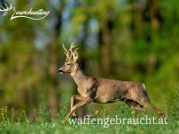 REHBOCKPAUSCHALE IN WESTUNGARN