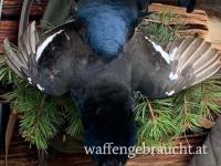 Abschuss Birkhahn 2026