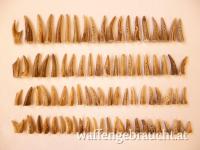 Nr. 5: 84 Reh - Horn - Knöpfe, NEU