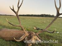 Rothirsch, Damhirschjagd und Muffelwidderjagd in Ungarn in 2026