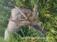 Rehbockjagd in Ost-Ungarn