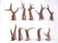 10 Rehkrickerl, 14.5 - 21 cm