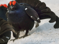 Birkhahn Jagd in Oberkärnten, Drautal!