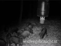 Ausgehschein Nähe Pöggstall zu vergeben 