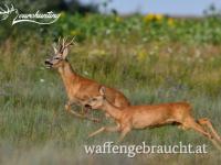 REHBOCKPAUSCHALE IN WESTUNGARN IN KOMITAT VAS