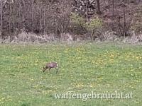 Ausgehrecht/Revierteil südliches Waldviertel