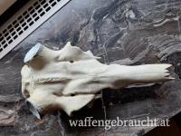 Rothirschschädel zur Befestigung von Abwurfstangen:  natürlicher Schädelabguss Metallmit Nasenbein