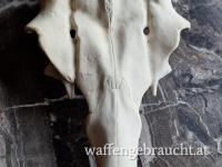 Rothirschschädel zur Befestigung von Abwurfstangen:  natürlicher Schädelabguss Metall mit Nasenbein
