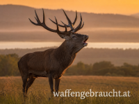 Hirschabschuss in Ungarn