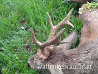 Rehbockjagd in Ungarn