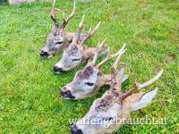 Mitjäger für Rehbockjagd gesucht