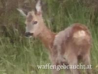 Jagd auf Maibock - ideal für Jungjäger aber kein muss