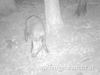 Ausgehrecht für Jungjäger nähe Weiten