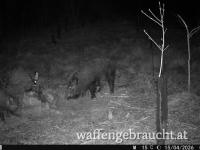 Exklusive Abschusspakete zu vergeben in Kroatien