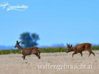REHBOCKJAGD IN OSTUNGARN